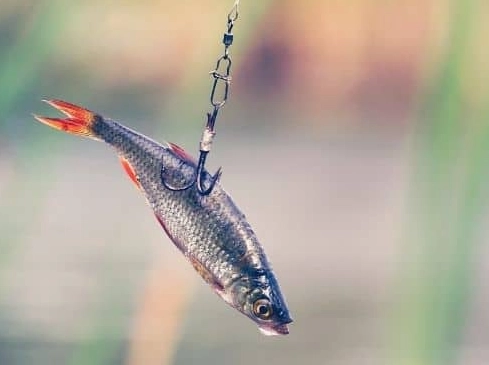 how to use live bait