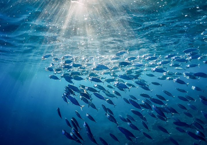 ocean fishing for beginners