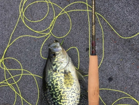 monofilament vs fluorocarbon