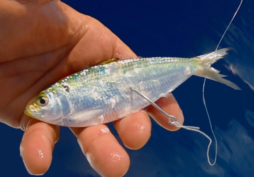 saltwater fishing bait