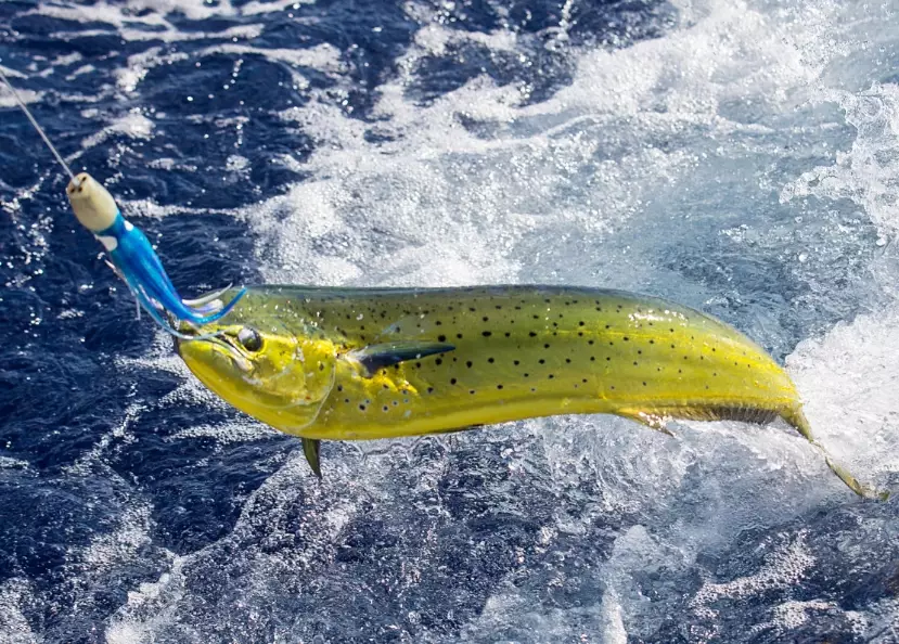 best bait for ocean fishing