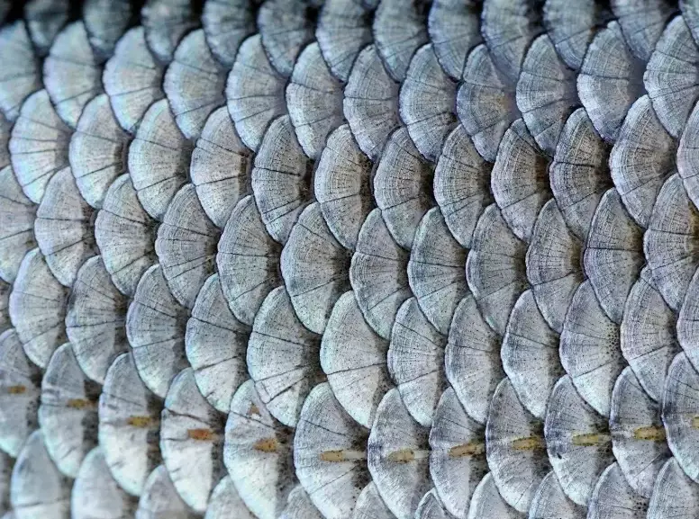 placoid scales