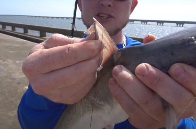 catfish sting gloves
