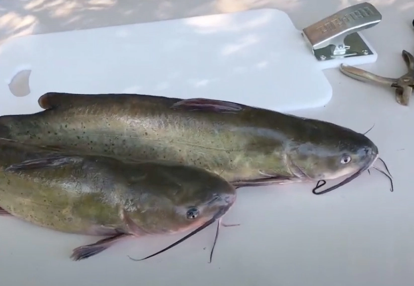 best gloves for catfish