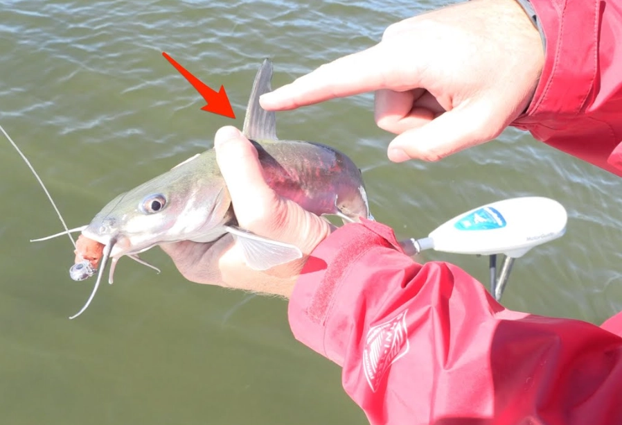 catfish handling safety