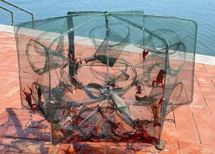 fishing net trap