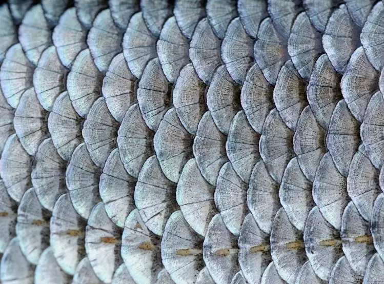 fish scale nutrition