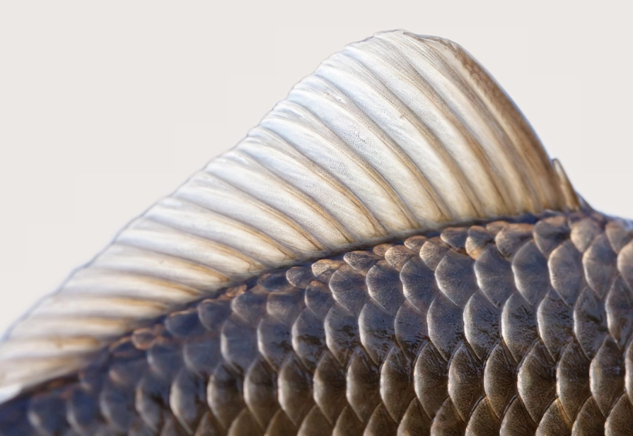 Is fish scale good to eat?