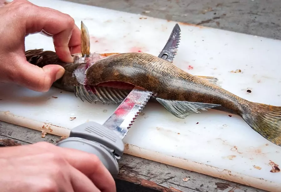 fish cleaning guide fish cleaning guide