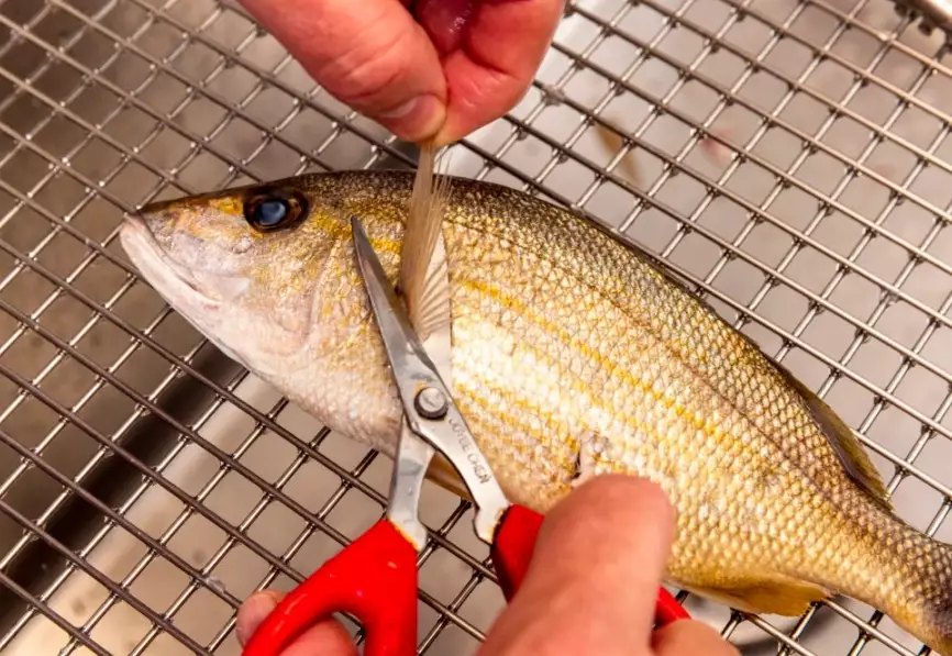 fish cleaning guide fish cleaning guide