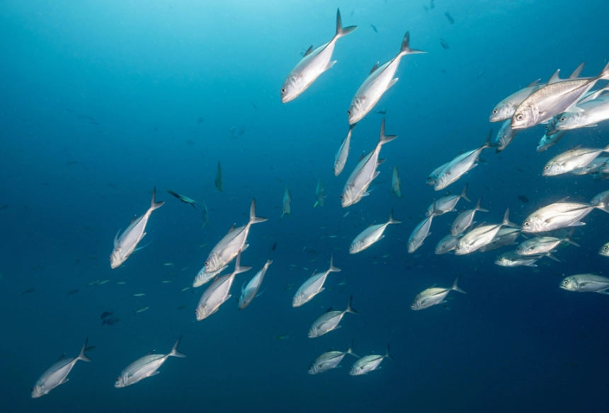 catch and release tips catch and release tips