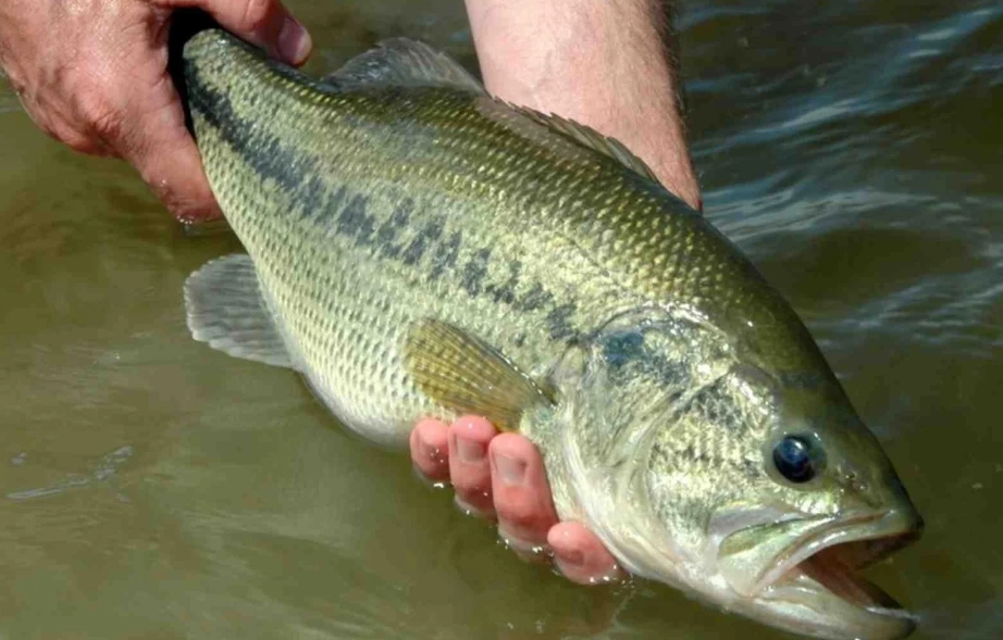 how to release fish how to release fish