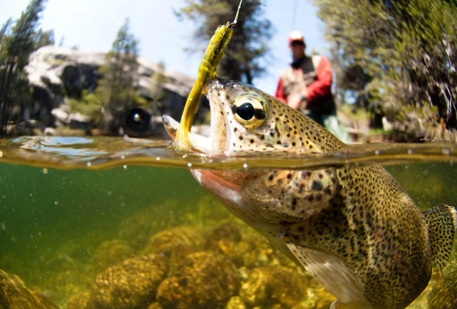 is trout fishing difficult
