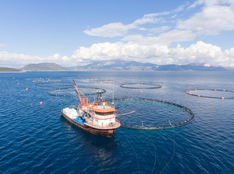 how to choose sustainable fish
