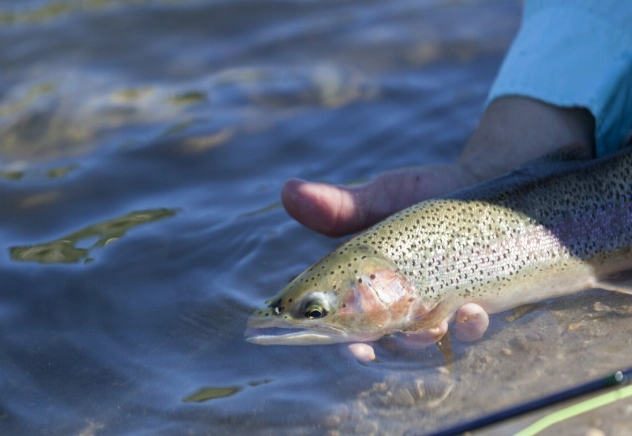how to release fish how to release fish
