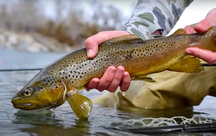 how to catch trout