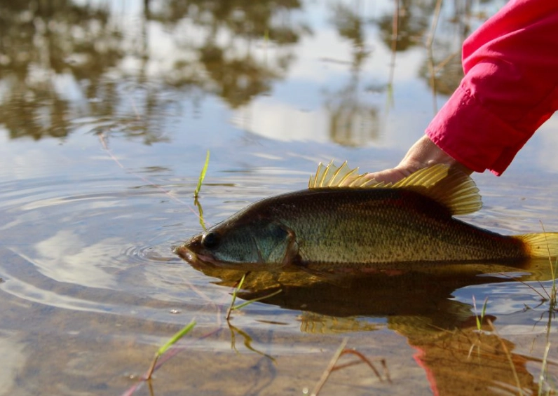catch and release fishing catch and release fishing