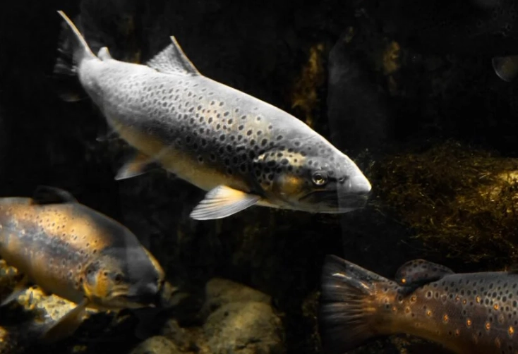 understanding fish behavior