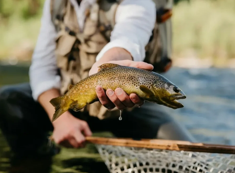 trout fishing tips
