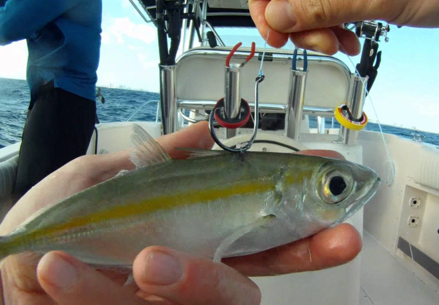 how to keep minnows alive