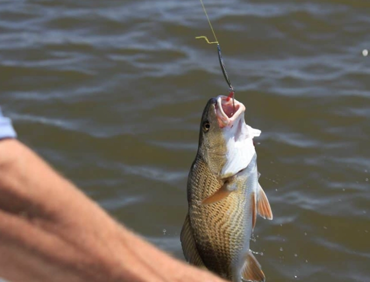 bass fishing for beginners bass fishing for beginners