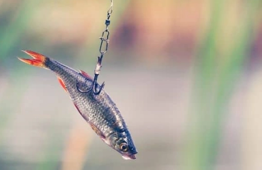 live bait for fishing