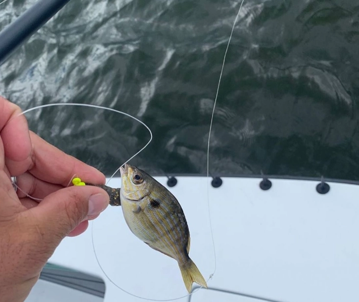 how to keep minnows alive