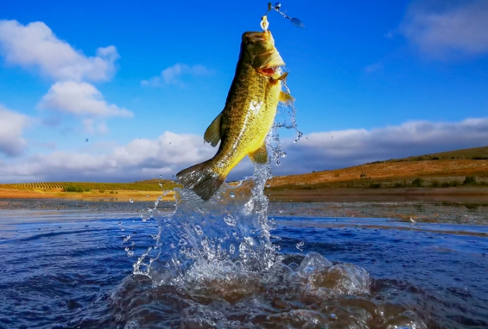 how to catch bass how to catch bass