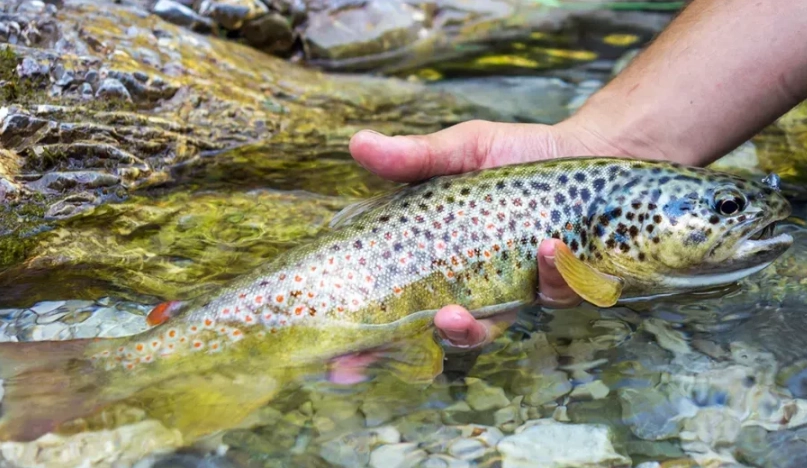 how to fish for trout