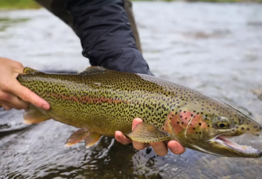 best trout fishing setup