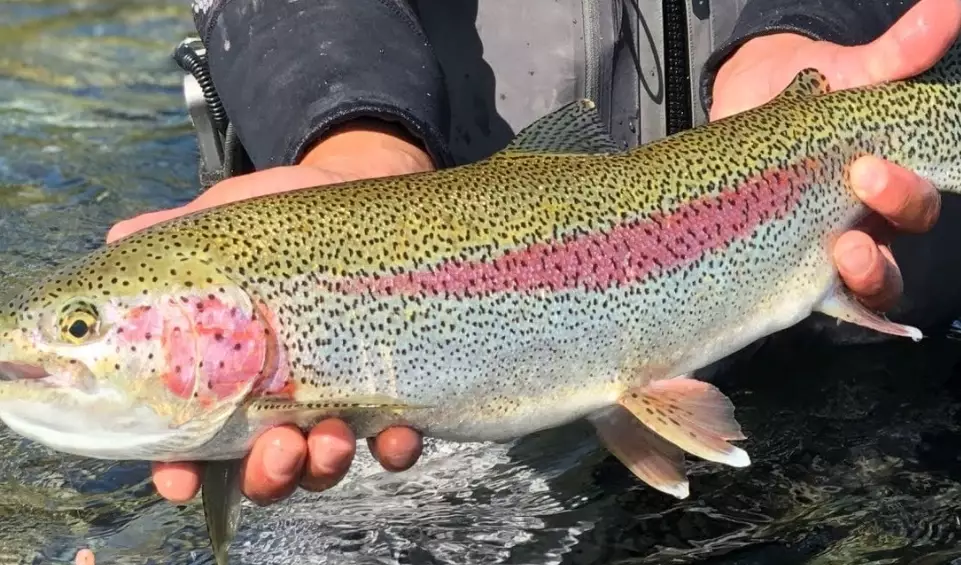 trout fishing for beginners