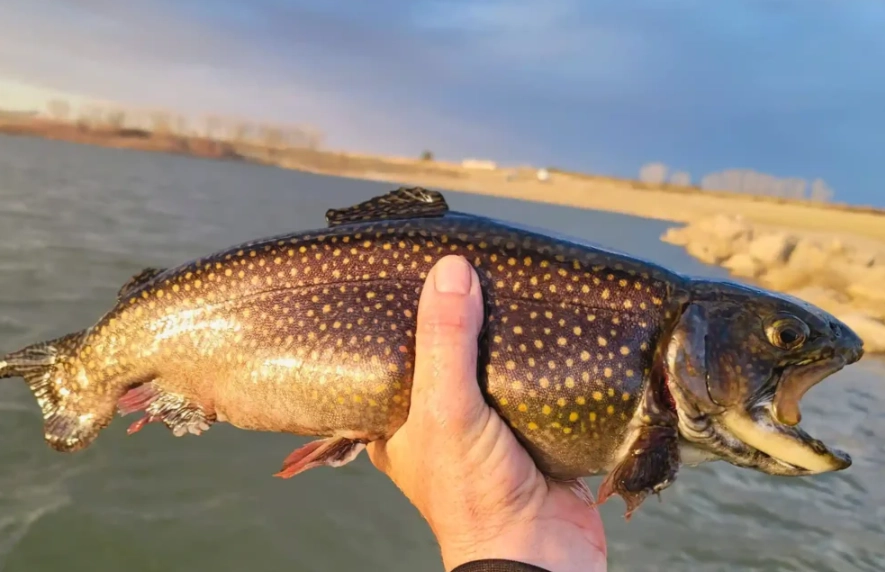 best trout fishing setup