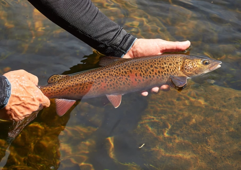 fishing for beginners