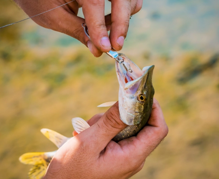 how to catch more fish