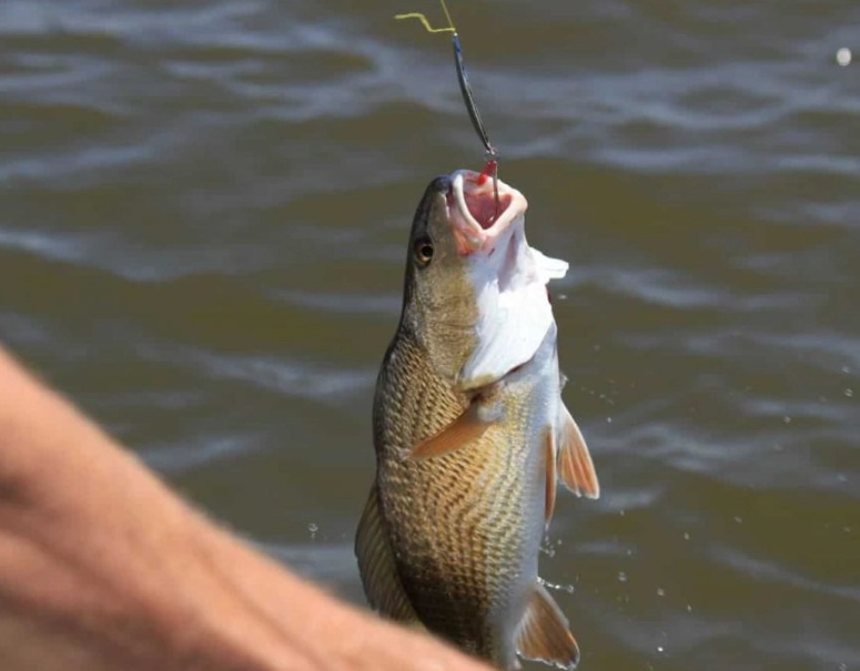 how to start saltwater fishing how to start saltwater fishing