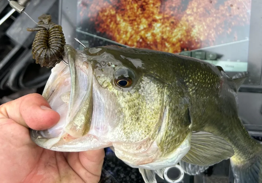 bait fishing techniques bait fishing techniques