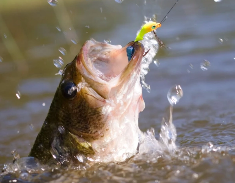 why can't I catch fish