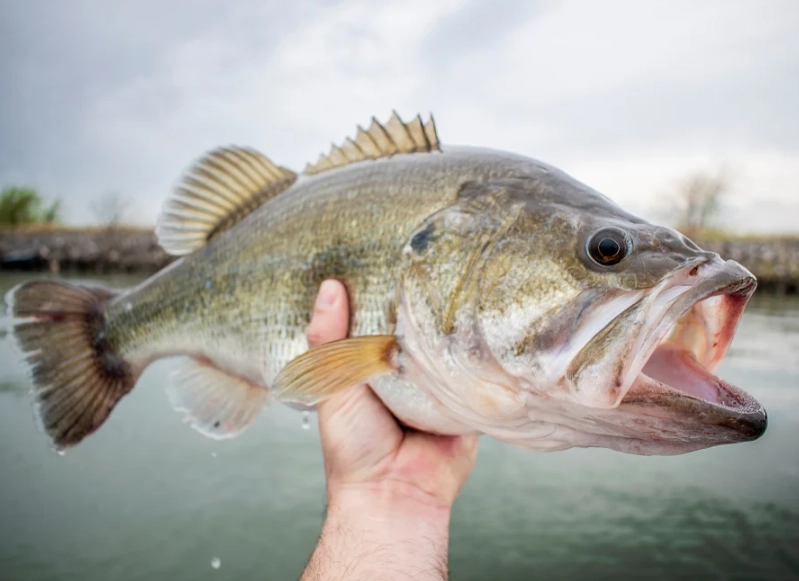 best bass lures best bass lures