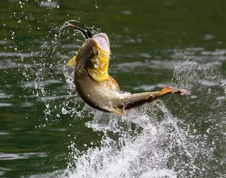 fishing tips and tricks