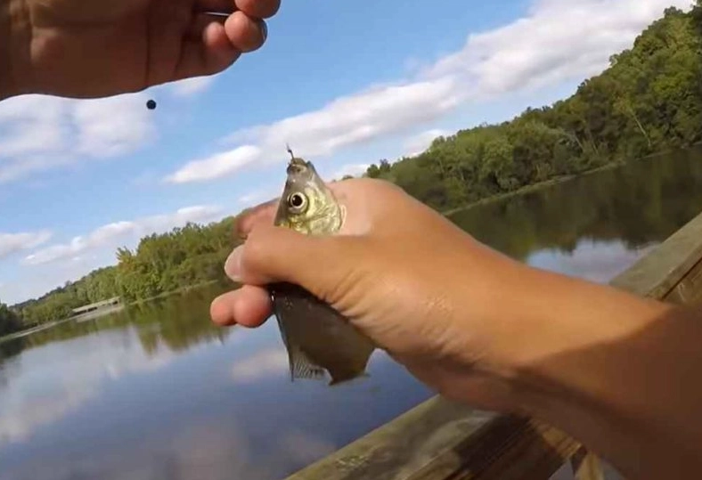 best fish attractant best fish attractant