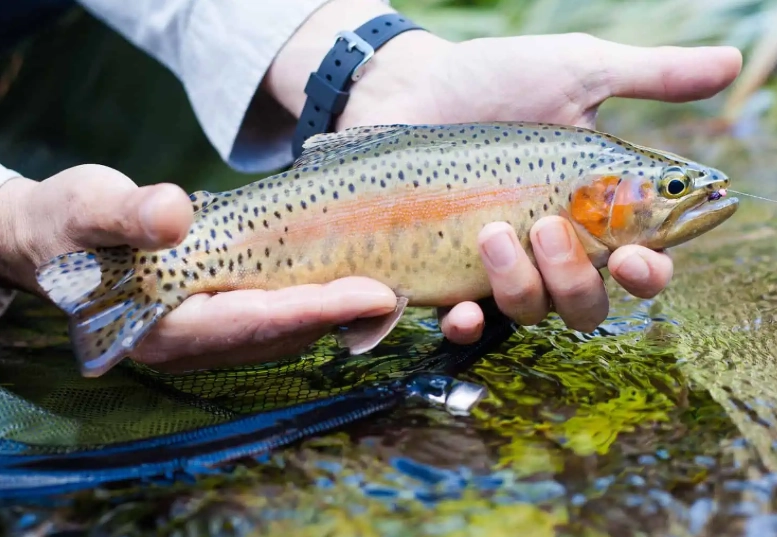 how to catch trout how to catch trout