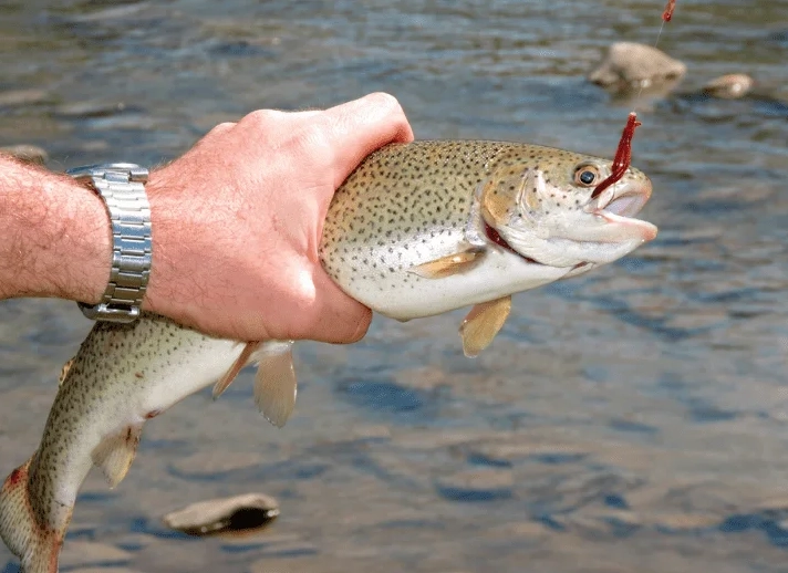 best trout lures best trout lures