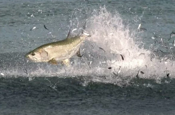 best fish attractant best fish attractant