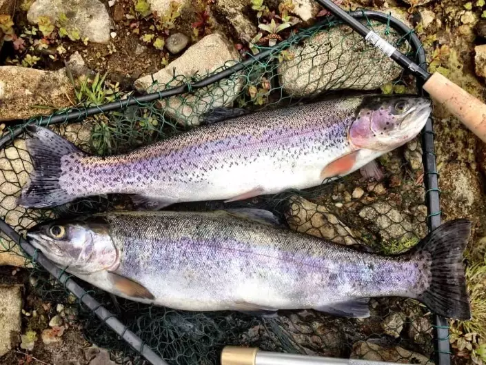 best trout lures best trout lures