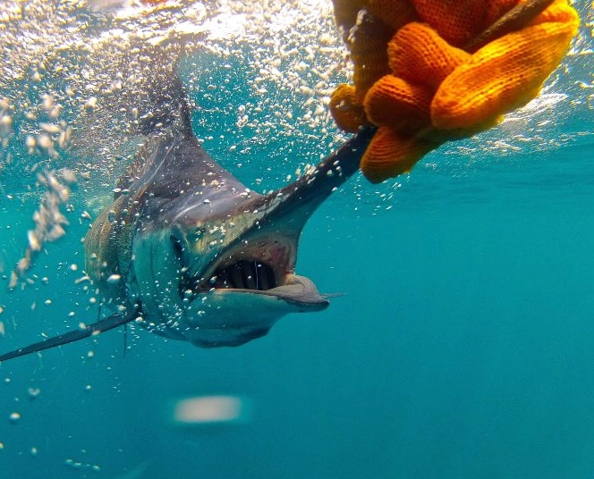 fish catching tips fish catching tips