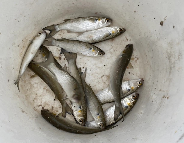 how to keep live bait alive