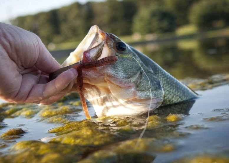 live bait for bass