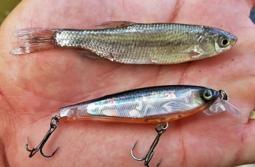 artificial lures only meaning