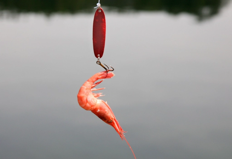 live bait for bass