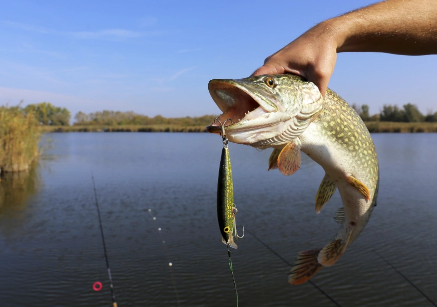 best freshwater fishing techniques best freshwater fishing techniques